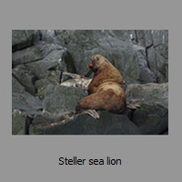 Steller sea lion